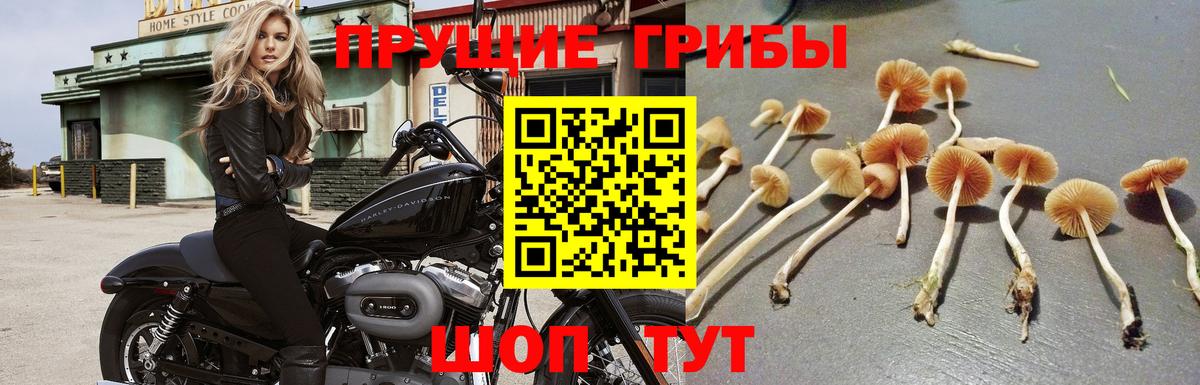 Галлюциногенные грибы Psilocybine cubensis  Вход с VPN  хочу наркоту  Коломна 